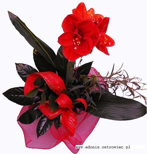 &nbsp;Zdj�cie produktu&nbsp;