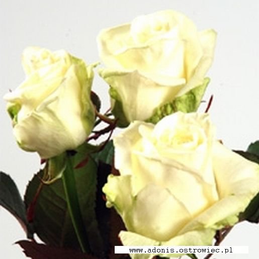 &nbsp;Zdj�cie produktu&nbsp;