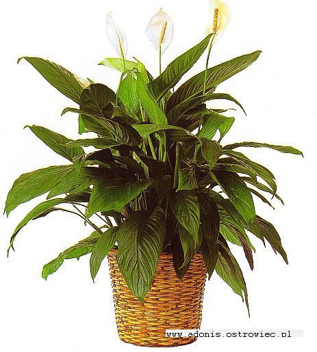 &nbsp;Zdj�cie produktu&nbsp;